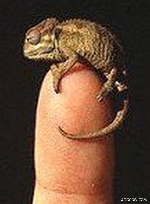 Finger-Size Creatures (103 Pics)