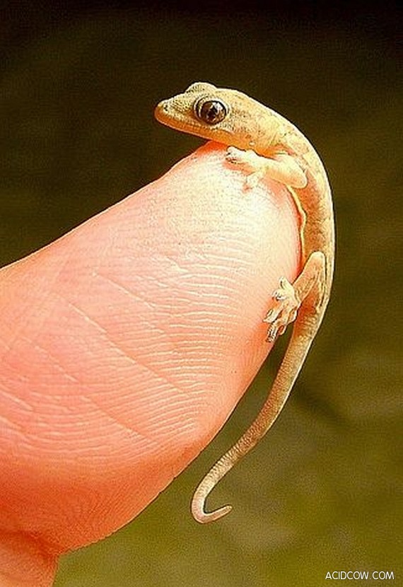 Finger-Size Creatures (103 Pics)