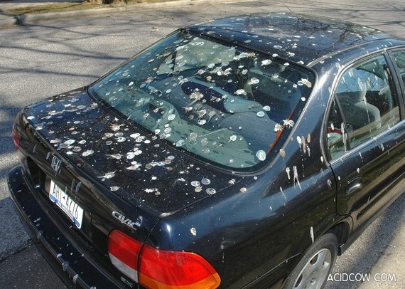Why We Hate Birds (21 pics)