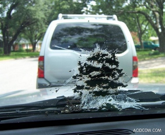 Why We Hate Birds (21 pics)
