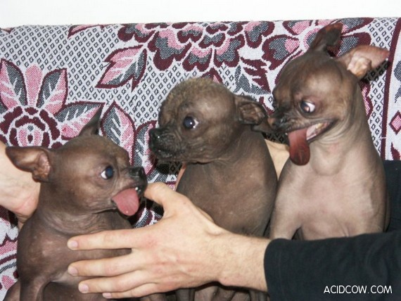 Ugly Dogs (6 pics)