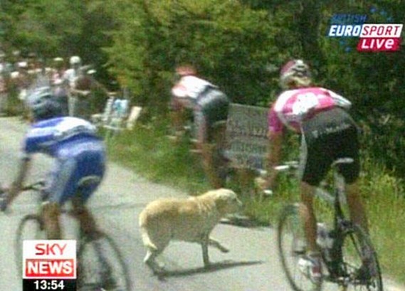 Dog at Tour de France (4 pics + video)
