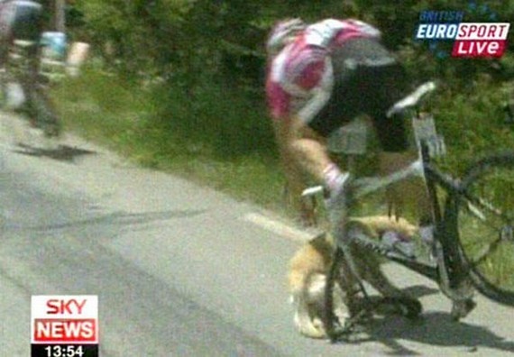 Dog at Tour de France (4 pics + video)