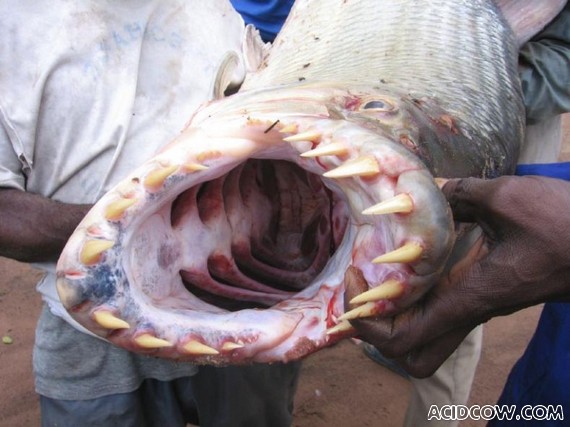 Scary Fish With large Teeth (3 pics)