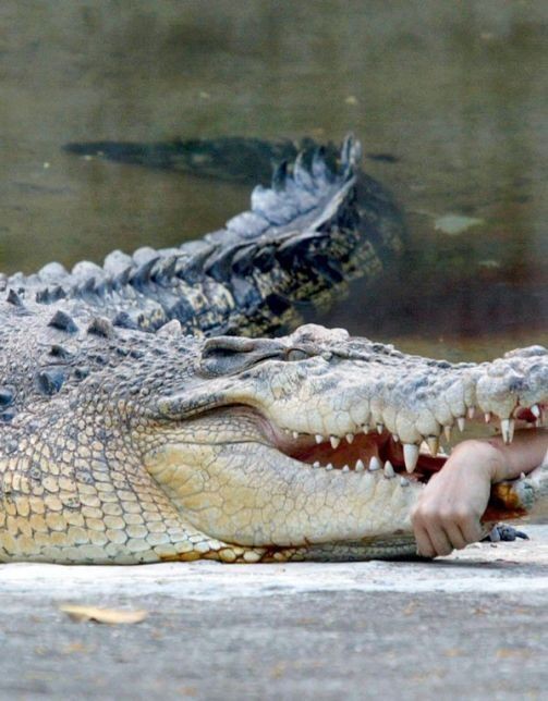 A Man vs a Crocodile (3 pics)