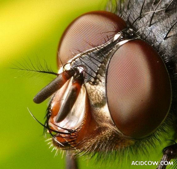 Beautiful Macro Photos of Insects (15 pics)
