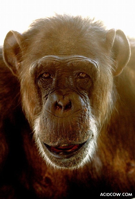 The Oldest Monkey on the Planet Turned 75 (5 pics)
