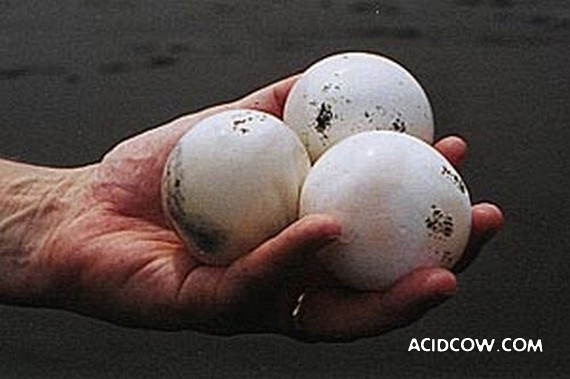 Riddle: Who Will Hatch From These Eggs? (5 pics)