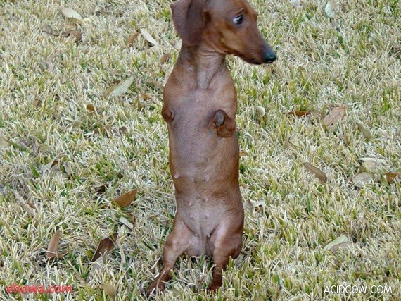 A Dog Without Front Legs (12 pics)
