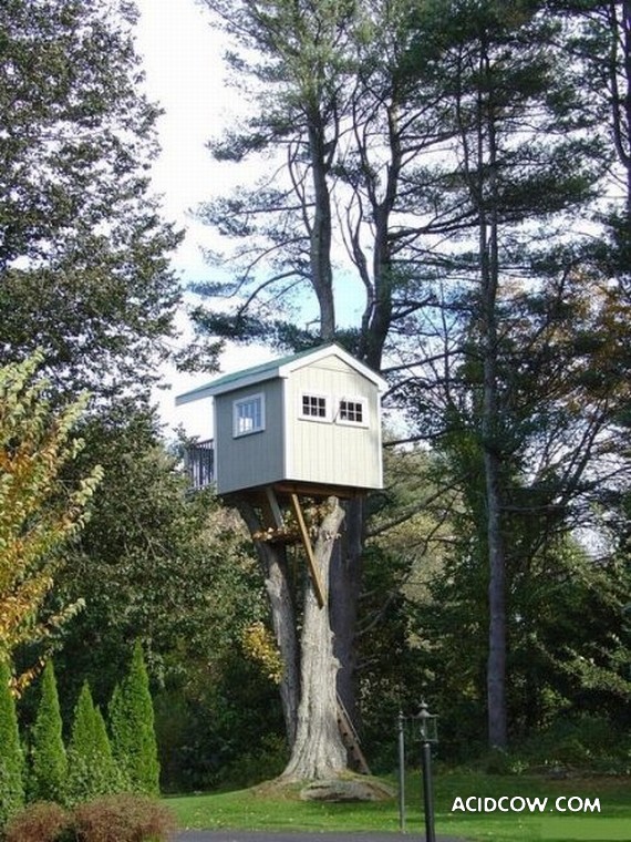 Amazing Treehouses (12 pics)