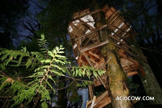 Amazing Treehouses (12 pics)