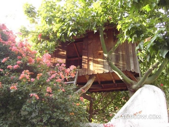 Amazing Treehouses (12 pics)