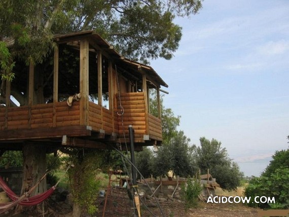 Amazing Treehouses (12 pics)