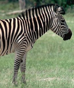 Meet Eclyse - the amazing zebra crossing