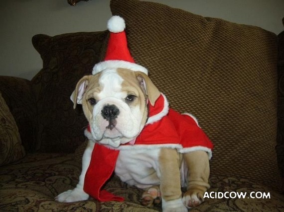 Bulldogs are funny dogs, aha ;)) (29 photos)