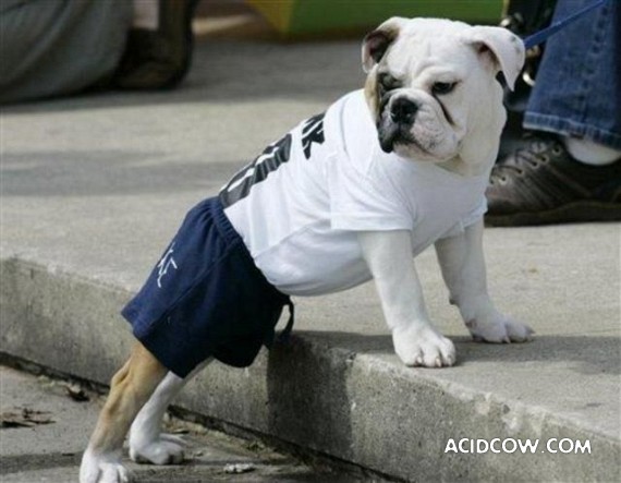 Bulldogs are funny dogs, aha ;)) (29 photos)