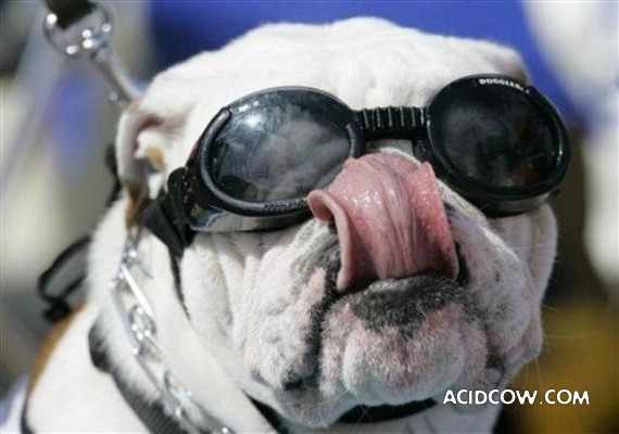 Bulldogs are funny dogs, aha ;)) (29 photos)