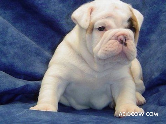 Bulldogs are funny dogs, aha ;)) (29 photos)