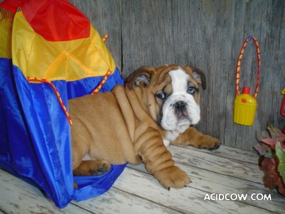 Bulldogs are funny dogs, aha ;)) (29 photos)