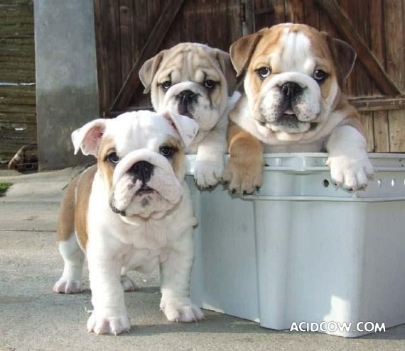 Bulldogs are funny dogs, aha ;)) (29 photos)