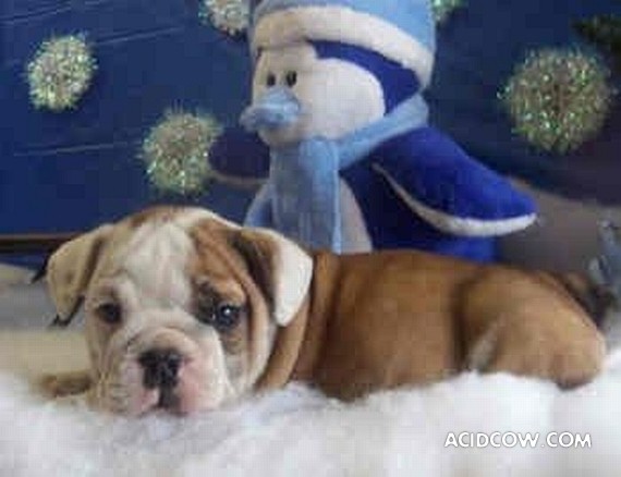 Bulldogs are funny dogs, aha ;)) (29 photos)