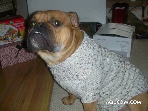 Bulldogs are funny dogs, aha ;)) (29 photos)