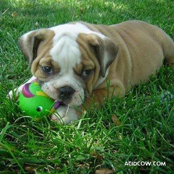 Bulldogs are funny dogs, aha ;)) (29 photos)