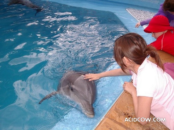 Photos with dolphins (31 pic)