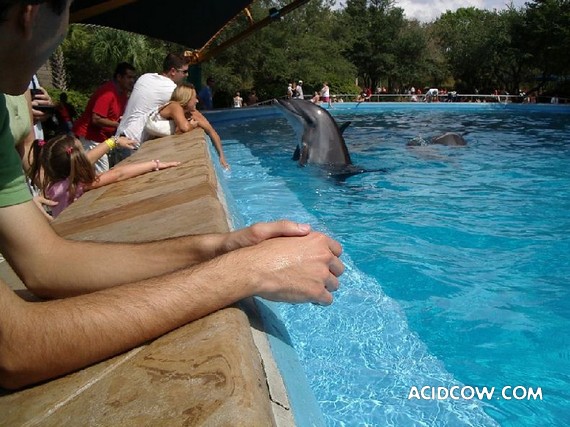 Photos with dolphins (31 pic)