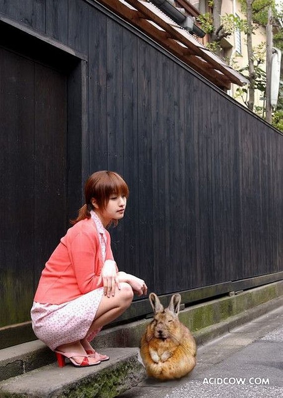 Fat animals (22 pics)
