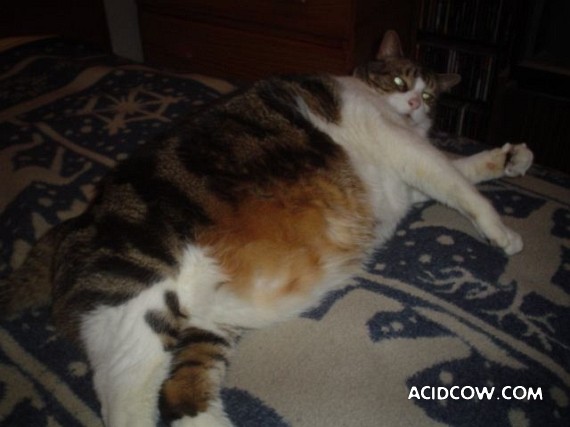 Fat animals (22 pics)