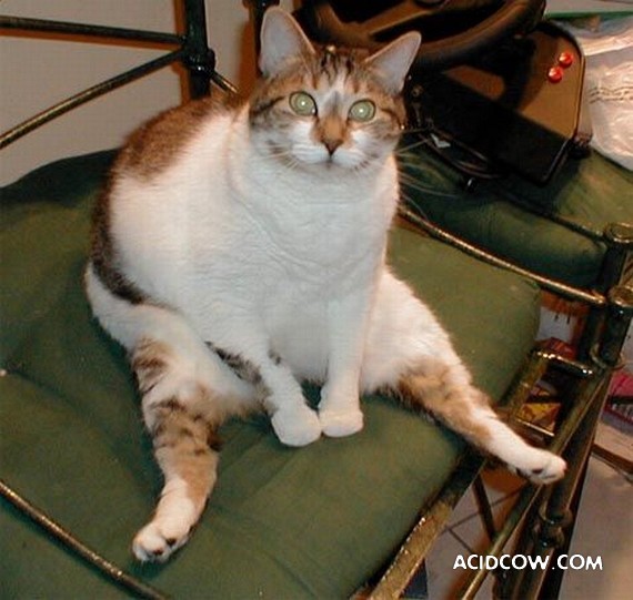 Fat animals (22 pics)