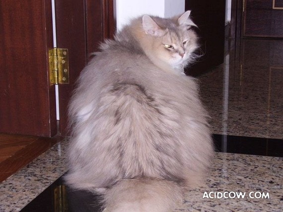 Fat animals (22 pics)