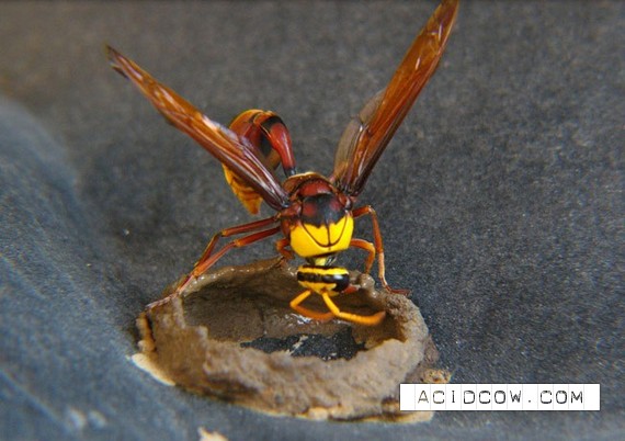 How wasps build their nests (9 pics)
