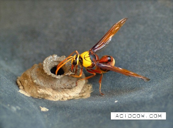 How wasps build their nests (9 pics)