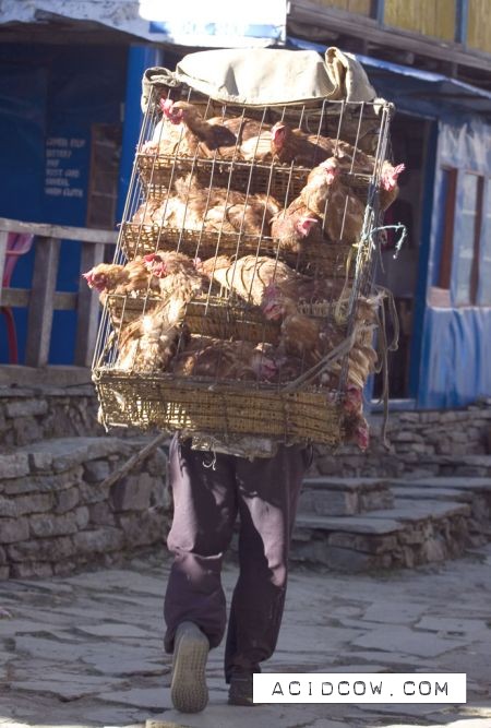 Chicken transportation (22 pics)