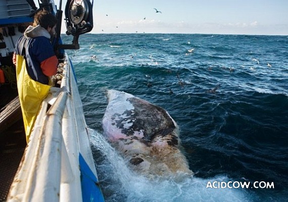 Fishing in Alaska (42 pics)