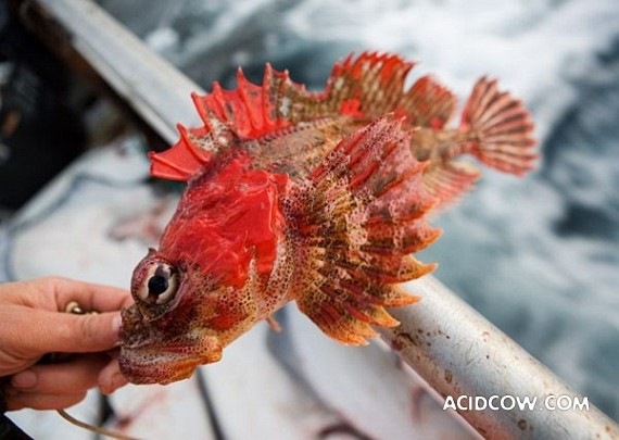 Fishing in Alaska (42 pics)