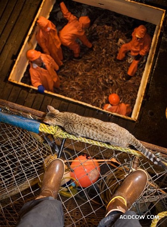 Fishing in Alaska (42 pics)