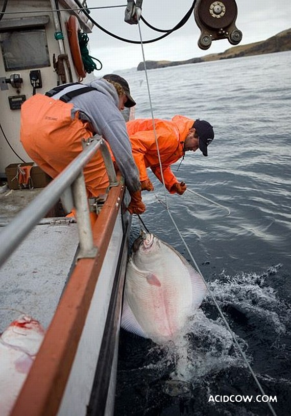 Fishing in Alaska (42 pics)