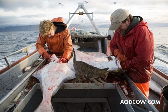 Fishing in Alaska (42 pics)