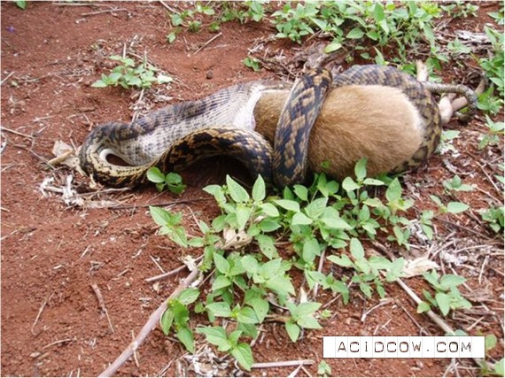 Snake eats wallaby (14 pics)
