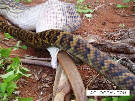 Snake eats wallaby (14 pics)