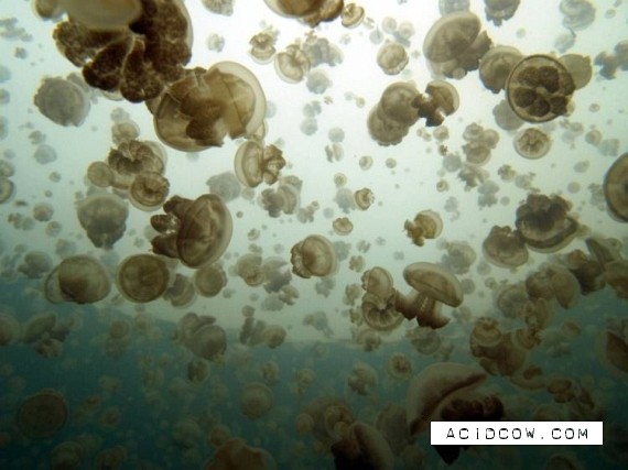Swim among thousands of jellyfish... (17 pics)