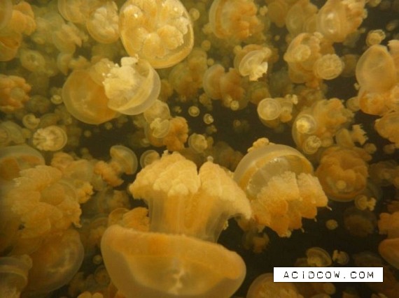 Swim among thousands of jellyfish... (17 pics)