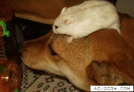 Animals friendship (122 pics)