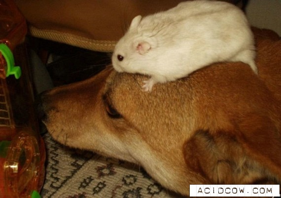 Animals friendship (122 pics)