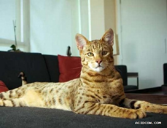 The $22,000 Ashera cat (3 pics)