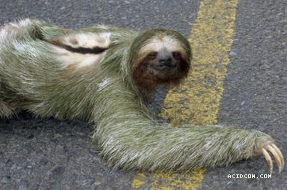 The Most Surprising Animals (27 pics) The Most Surprising Animals (27 pics)