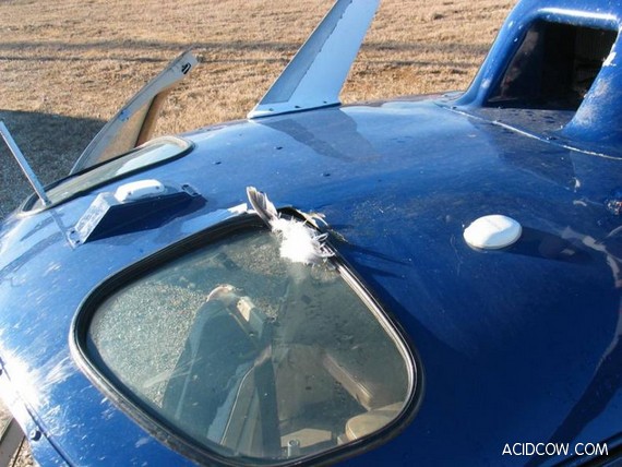 Collision with a covey of geese (25 pics)